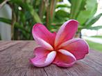 Promtsuk Buri - Resort <br> Beautiful flower Promtsuk Buri - Resort <br> Beautiful flower